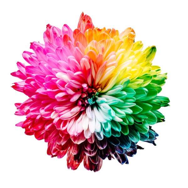 a rainbow coloured flower, looking like a pan-tone palette